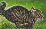 (image for) High Speed Kitty